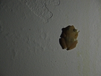 DSC 0267  Cool tiny frogs