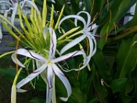 DSC 0424