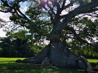 DSC 0459  The old ceiba tree