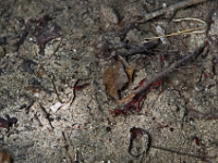 DSC 0475  Creepy bugs on the beach