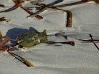 DSC 0699  Sea slug on the beach