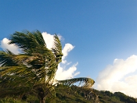 DSC 0789  Steady breeze here, poor palm trees.